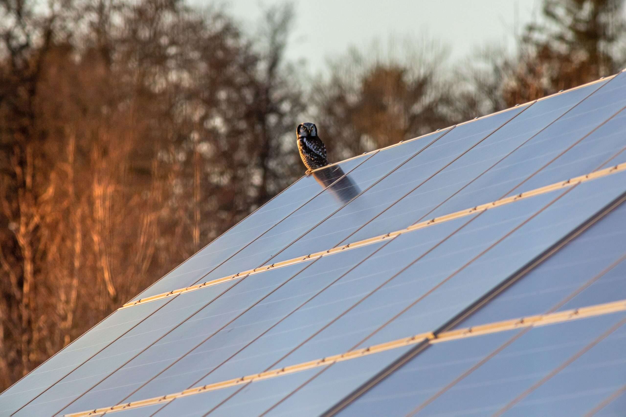 Solar Panels Horsham